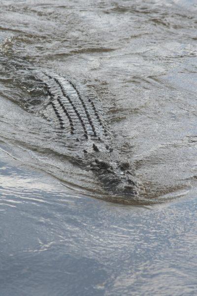 Croco-Cruise