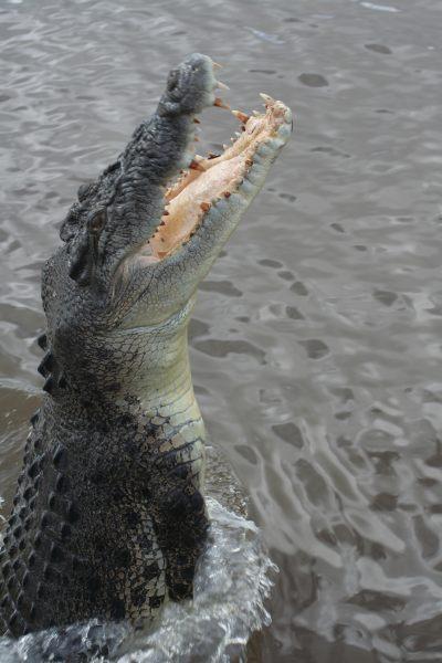 Croco-Cruise