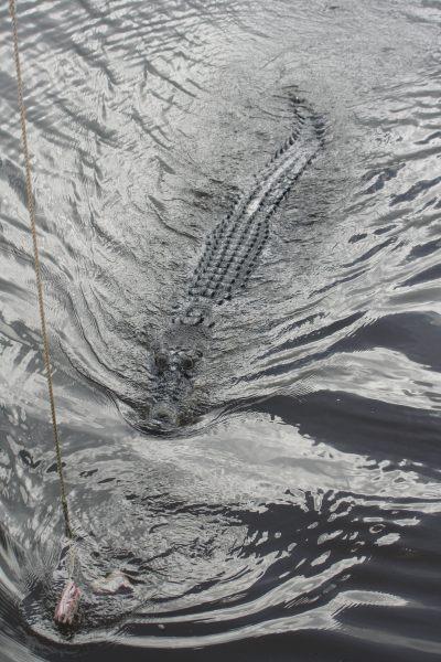 Croco-Cruise