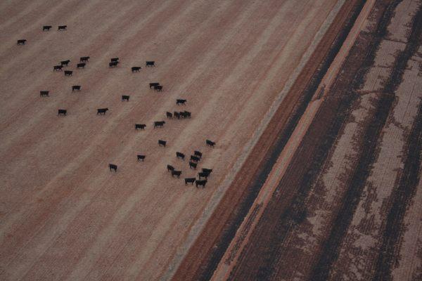 Black Cows