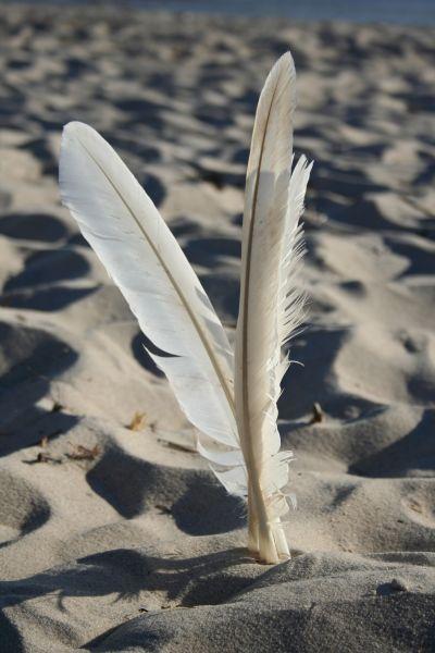 Federn im Sand