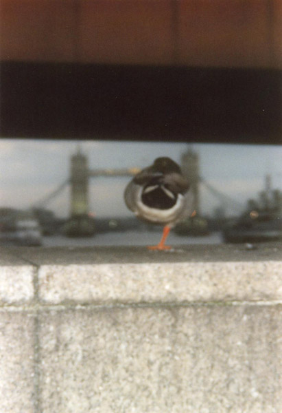 sleeping duck