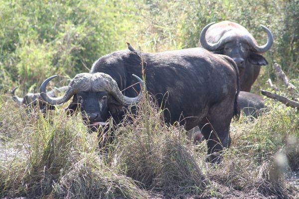Kaffernbüffel (African Buffalo)