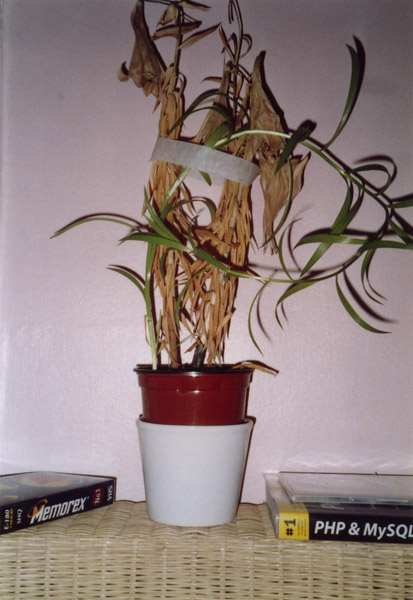 Zimmerpflanze