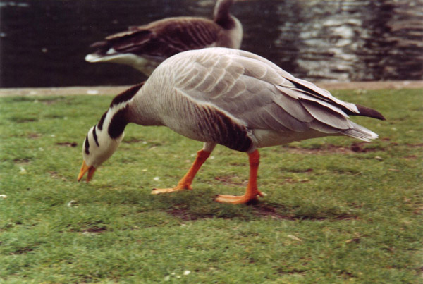 innercity wildlife