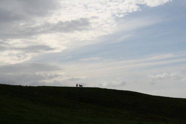 two sheep