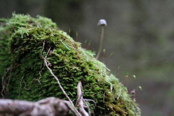 Moos mit Pilz