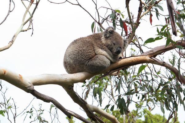 Koala