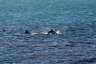 Dolphine