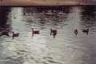 innercity wildlife