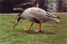 innercity wildlife